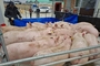 농업관측센터 '내년 돼지가격, 올해보다 평균 150~250원 하락'