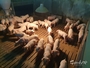 [초록] 저농도 곰팡이독소 노출에 따른 돼지 장내 미생물 군집의 독특한 반응
