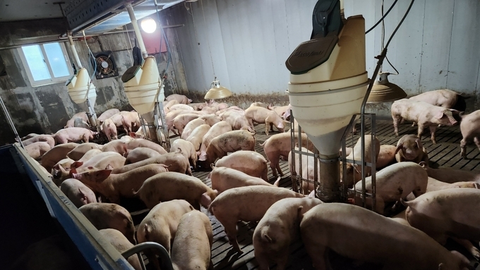농업관측센터 12월 돼지 가격 다시 떨어진다.....4700~4900원 전망