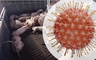 [초록] 대한민국 양돈장에서 '돼지 오쏘뉴모바이러스(SOV)' 최초 검출 및 유전자 특성 분석
