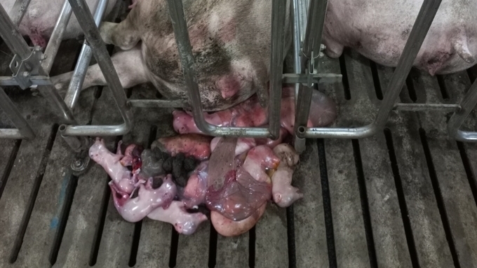 [초록] 한국에서 번식장애 유발하는 바이러스의 유병률과 다중 실시간 검사법의 개발