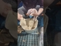 [동영상] 생시자돈 숫자 늘고 있다면
