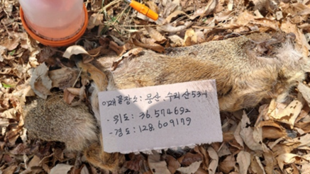 4월 6건....ASF 감염멧돼지 9개월 연속 감소세 지속