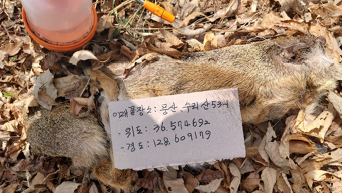 4월 6건....ASF 감염멧돼지 9개월 연속 감소세 지속