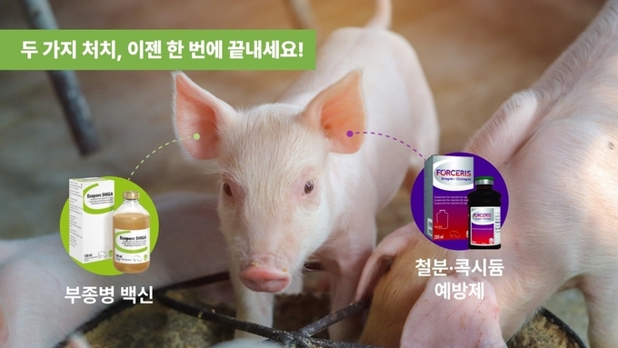 부종병 백신과 철분·항콕시듐제, 이제는 동시에 처치할 때입니다!