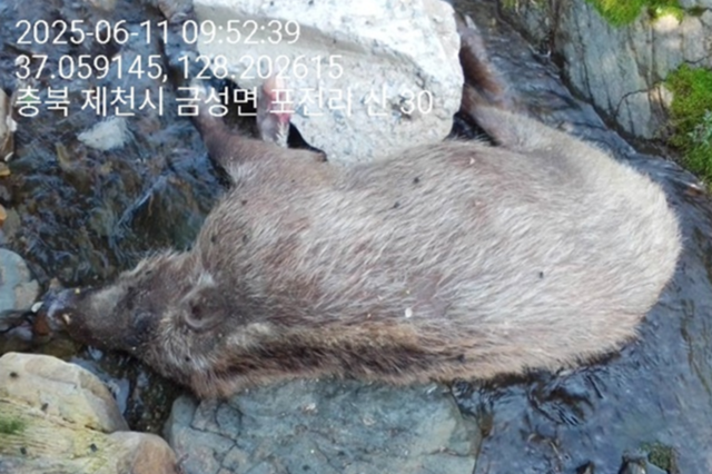 제천서 ASF 감염멧돼지 23일 만에 추가....순환감염 지속 중