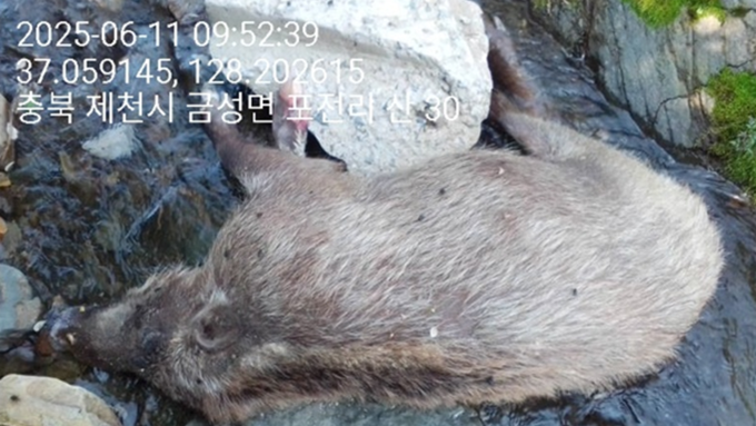 제천서 ASF 감염멧돼지 23일 만에 추가....순환감염 지속 중