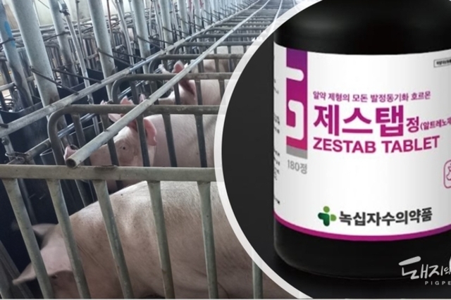 발정동기화제, 이제 짜먹이지 말고 알약으로 간편하고 안전하게!