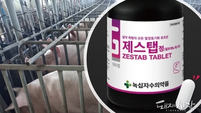 발정동기화제, 이제 짜먹이지 말고 알약으로 간편하고 안전하게!