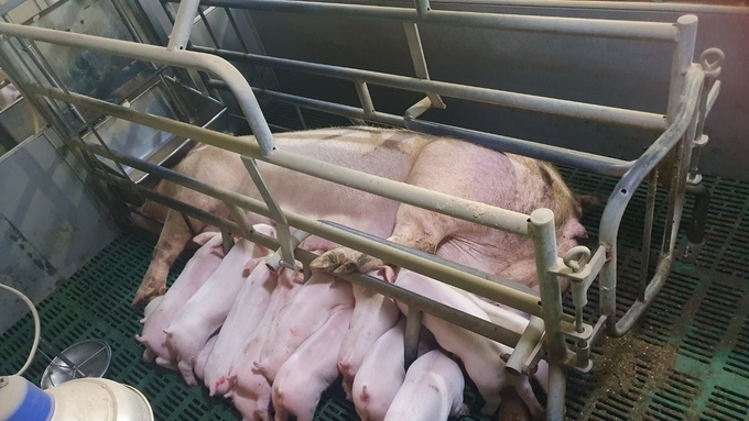 [초록] PED 바이러스의 태반 통한 전파