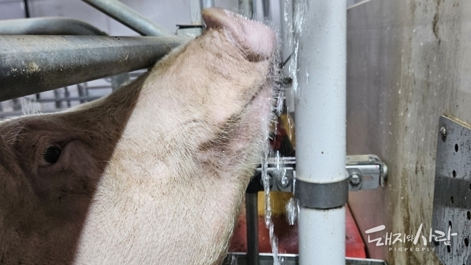 [한 장의 사진] 헉헉...벌써 6천8백 마리 폐사