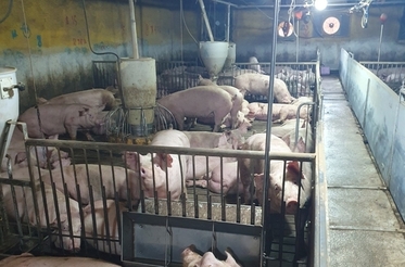 이른 폭염에 돼지 폐사두수 벌써 2만 두 초과, 출하두수 역대 최저 기록