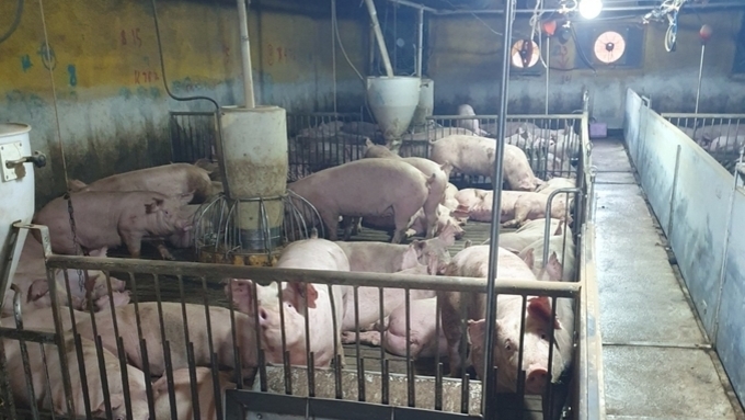 이른 폭염에 돼지 폐사두수 벌써 2만 두 초과, 출하두수 역대 최저 기록