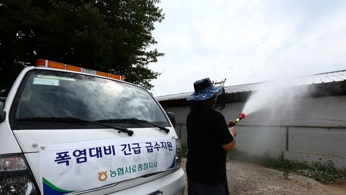 다시 돌아온 폭염에 돼지 폐사 속출....누적 4만두 넘었다