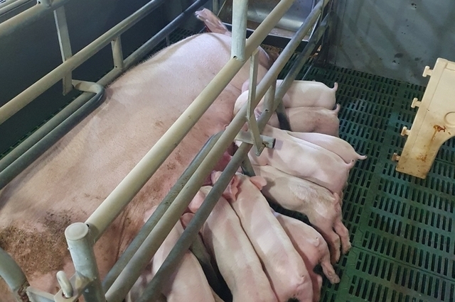 양돈업 쉽지 않네....돼지농가 5천5백호 붕괴, 모돈수 97만 통계 최저