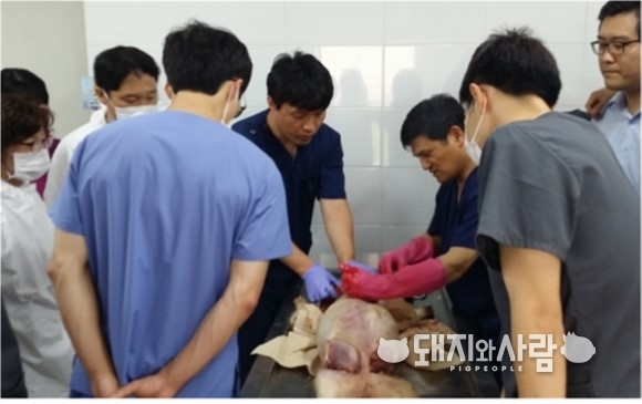 돼지 부검 실습(제공: 검역본부, 부검: 윤순식 연구관)