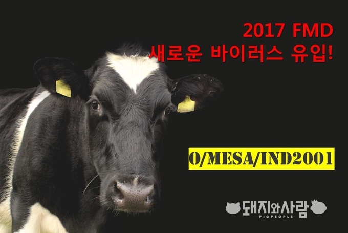 보은 구제역... 새로운 바이러스 유입 확인