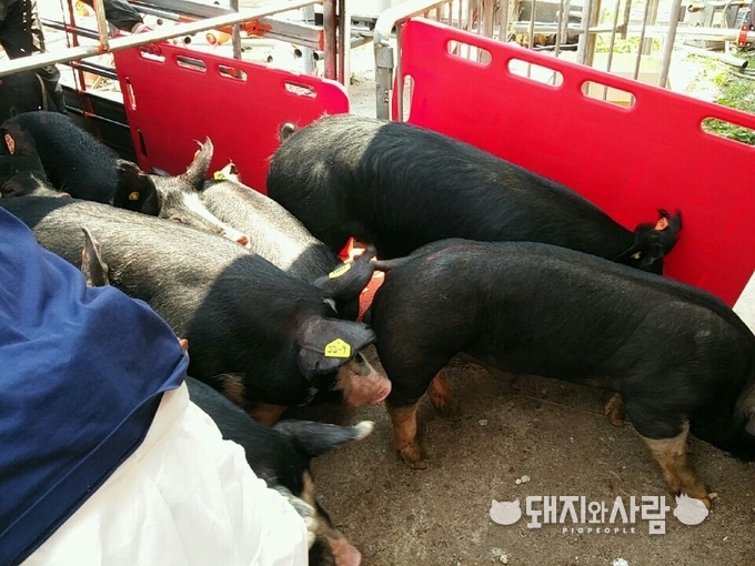 5개월령 미국산 버크셔 종돈들