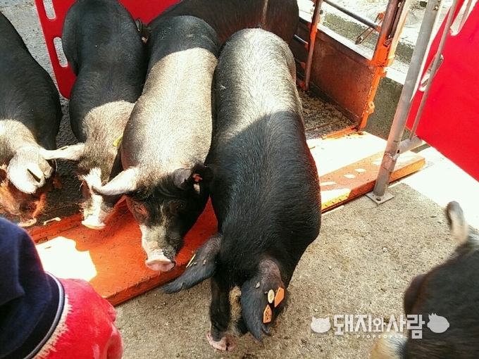 버크셔 종돈 도입으로 제주 흑돼지 고품질화에 기여할 것으로 기대됩니다