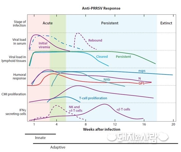 PRRS 감염 이후 면역반응 모식도(출처 : Lunney JK et al, 2016. Annu. Rev. Anim. Biosci. 4. 129–54)
