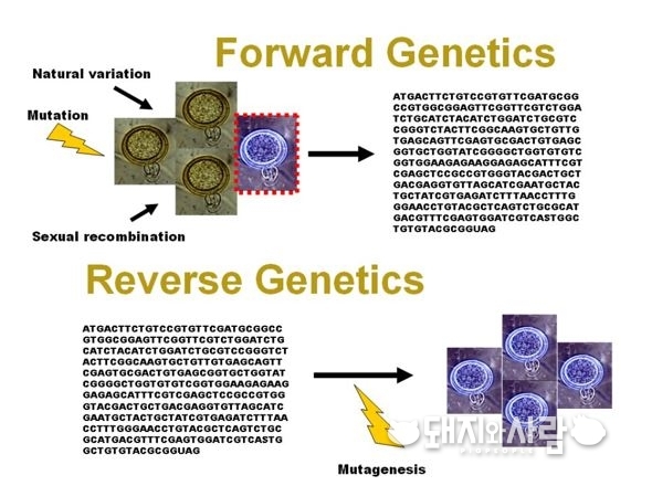 유전학과 역유전학의 차이점(출처: //www.apsnet.org/edcenter/advanced/topics/Pages/ReverseGeneticTools.aspx)