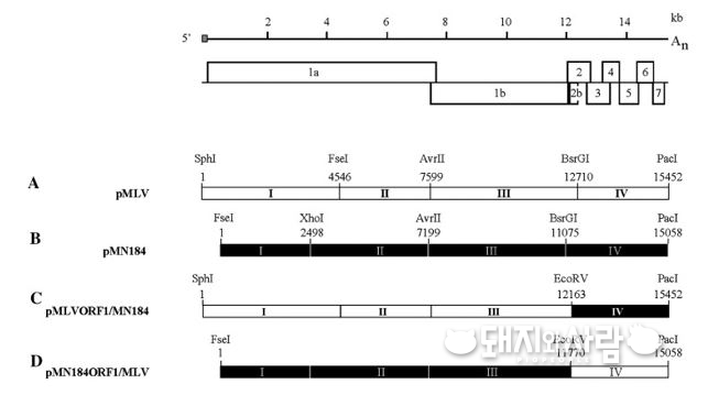 두 PRRS 바이러스의 키메라 바이러스 제작 모식도(출처: Yue Wang et al, 2008, virology, 371, 418-429.)