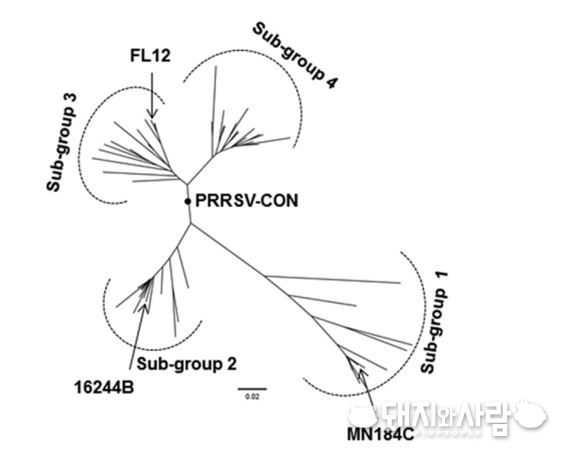PRRS consensus virus의 모식도 (출처: Hiep L. X. Vu et al, 2015, Journal of Virology, 89, 12070-12083.)