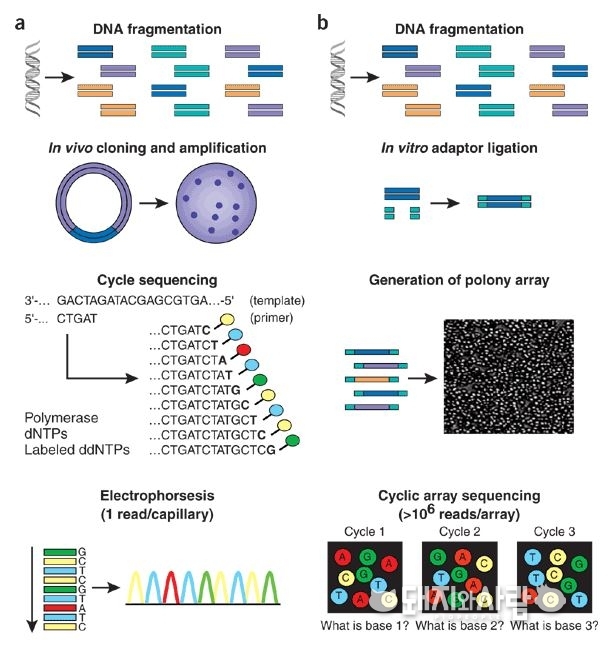 전통적인 시퀀싱 방법(a)과 차세대 시퀀싱 방법(b)의 차이 (출처 : Jay Shendure and Hanlee Ji, 2008, Nature Biotechnology, 26, 1135-1145)
