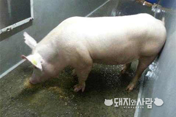 한국형 종돈