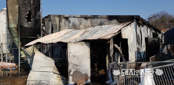 11월 27일 청주 돈사 화재(사진 제공: 충북도소방본부)