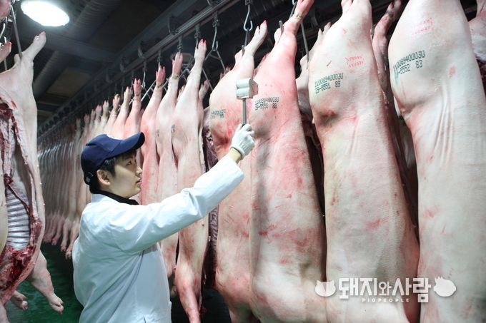국내산 돼지 도체(출처: 축산물품질평가원)