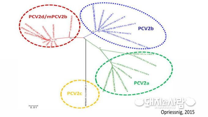 PCV2 ORF2 시퀀싱 기준으로 본 PCV2의 세부 분류