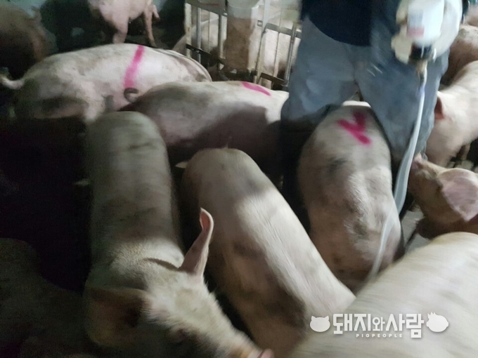 구제역 백신 접종@돼지와사람