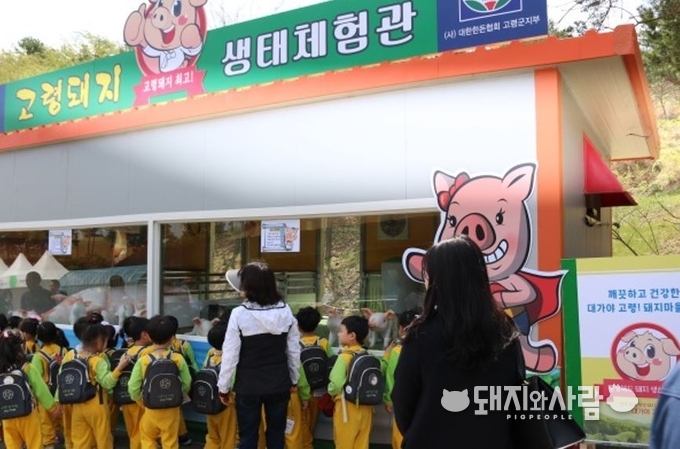 12일, '돼지 생태 체험관'에서 체험학습을 진행하고 있다.