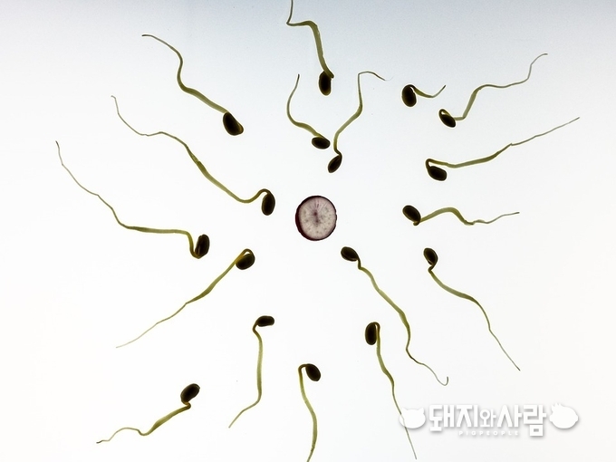 정액은 반드시 17℃∼18℃ 사이의 정액 보관고에 보관하며, 1일 2회 천천히 위아래로 흔들어 가라앉은 정자를 섞어줘야 합니다.
