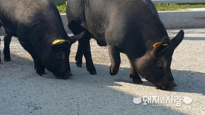 토종 재래돼지@전라남도농업기술원 축산연구소