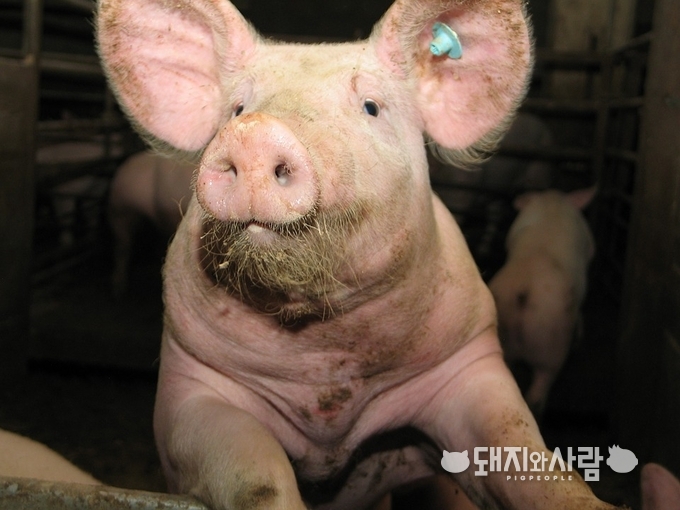 동물복지형 녹색축산농장은 전남의 사업입니다