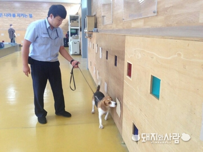 검역탐지견 훈련 모습. 어렸을 때부터 18개월 이상의 훈련과 이후 보수 훈련이 필요하다@농림축산검역본부