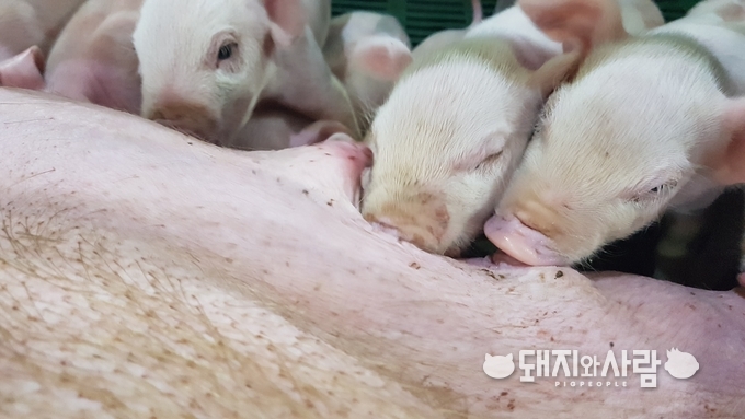 PED는 포유자돈에 치명적인 바이러스 질병@돼지와사람 