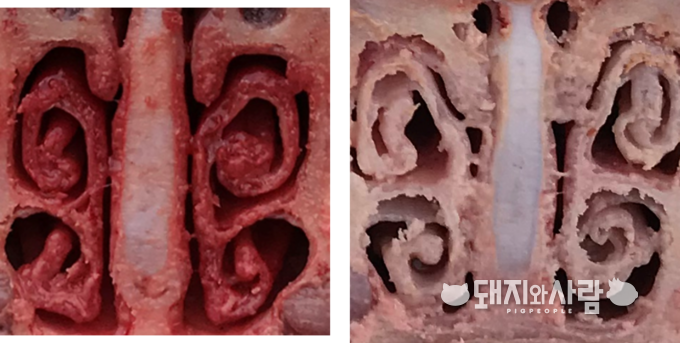 사진 1. 돼지 코의 특징적인 비갑개 구조. 등쪽과 배쪽에 비갑개골이 넓게 분포하고 있다.