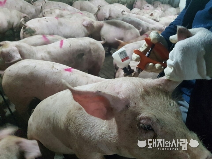 안성을 시작으로 경기, 충청, 대전과 세종에 단계별 긴급백신이 추진되고 있습니다@돼지와사람