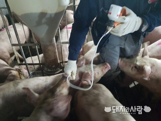 2일까지 전국의 우제류에 O형 추가 백신 접종이 이루어집니다@돼지와사람 