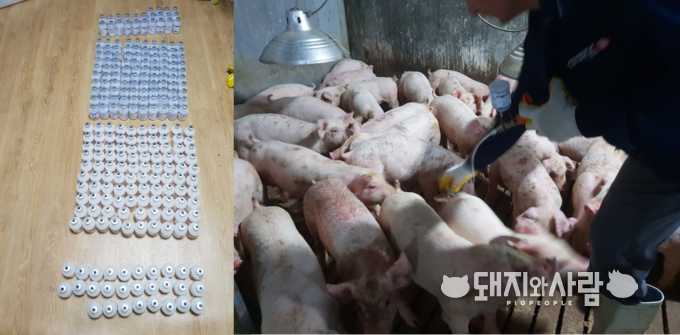 2일 한 돼지농가에서 백신을 접종하고 있습니다. 왼쪽은 접종에 소요된 백신병들@독자 제공 