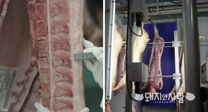 돼지도체 인력판정(왼쪽)과 기계판정(오른쪽)@품질평가원