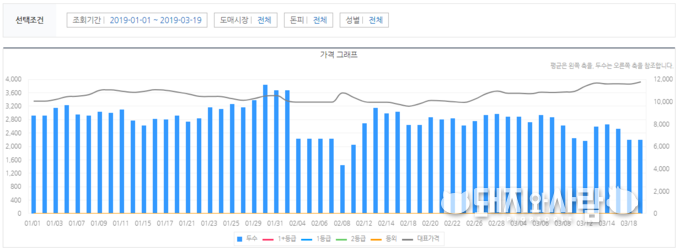 평균은 왼쪽 측을, 두수는 오른쪽 측을 참조합니다(2019년 1월1일부터 3월19일 도매가격과 도축두수)@eKAPEpia축산유통종합정보센터