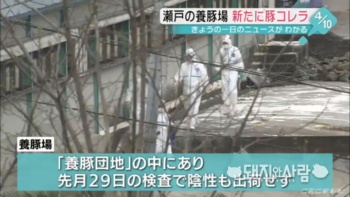 10일 일본 아이치현 세토시 19 번째 돼지열병 발생@CBC뉴스 갈무리