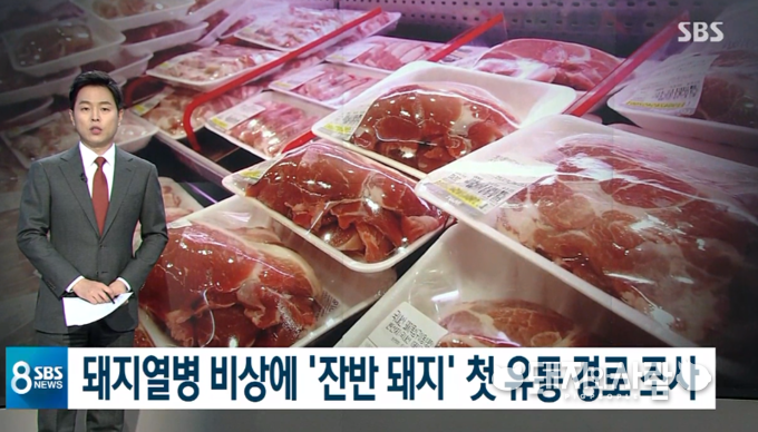 SBS 뉴스 '음식물 쓰레기 먹고 자란 돼지, 어디로 팔렸나' 갈무리