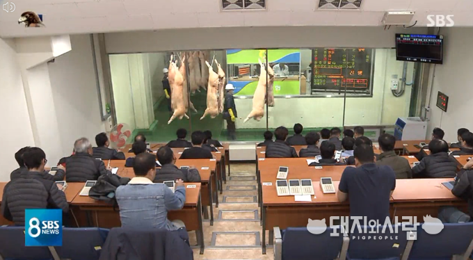 SBS 뉴스 '음식물 쓰레기 먹고 자란 돼지, 어디로 팔렸나' 갈무리