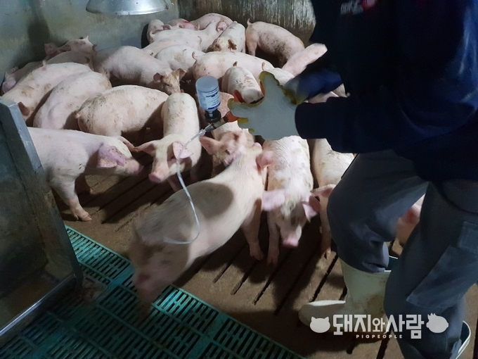구제역 백신 접종@돼지와사람 