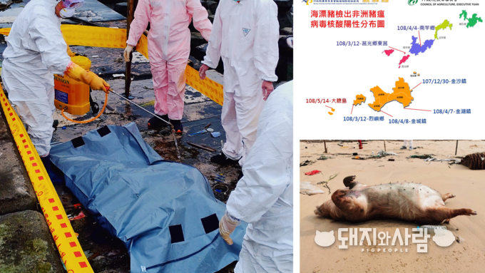 대만은 최근까지 중국과 인접한 대만 관할 섬 해안에서 ASF로 죽은 돼지사체가 8건이나 발견되었습니다@대만 행정원농업위원회